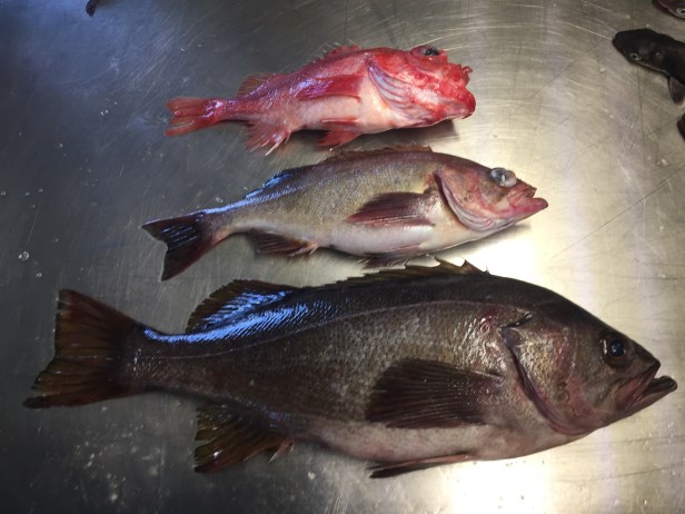 05 occasional rockfish - here are a splitnose, widow, and yellowtail rockfish
