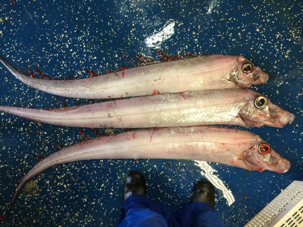 06 king of the salmon