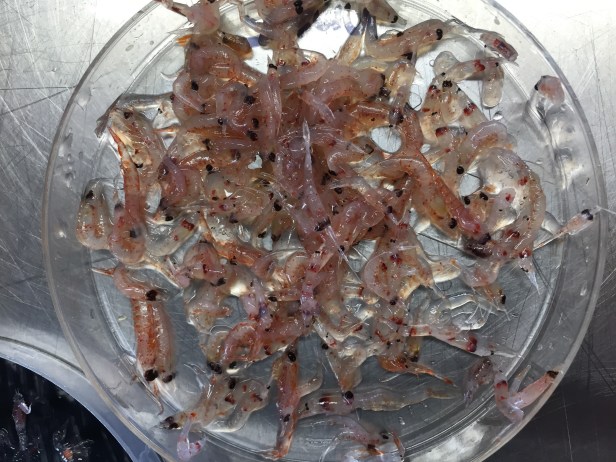 09 methot critters (21)