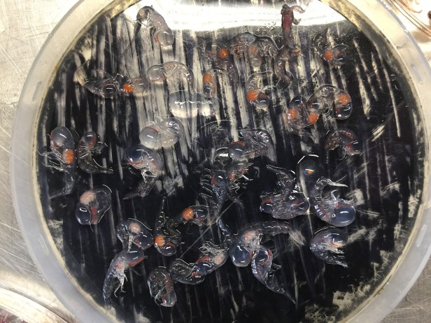 09 methot critters (22)