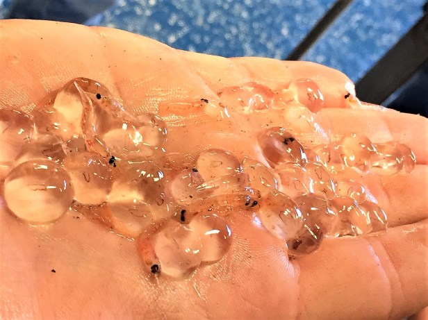 09 methot critters (5aa)