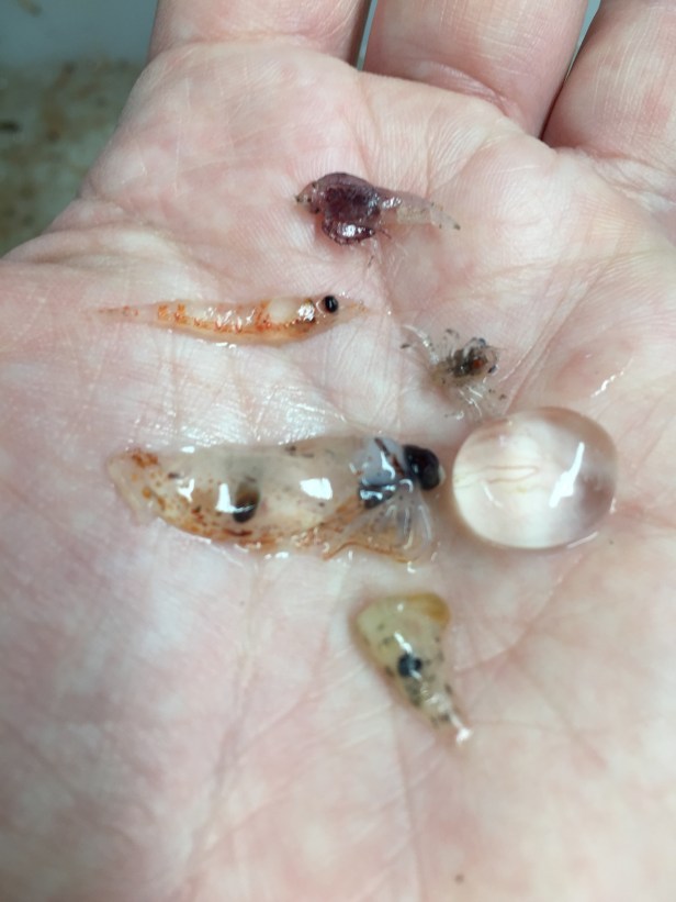 09 methot critters (8)