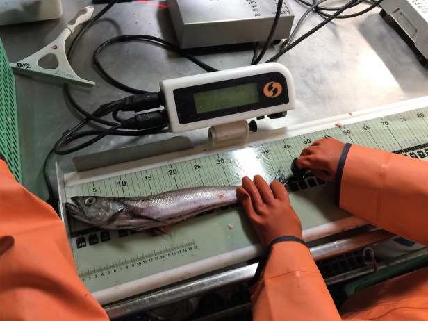 14 gender, length, weight