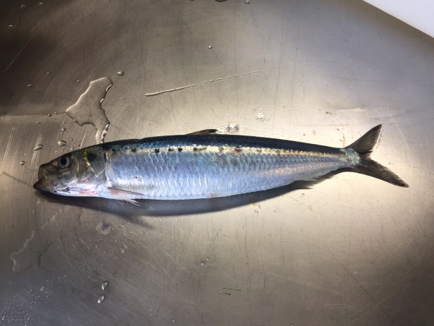 20 critters forage sardines