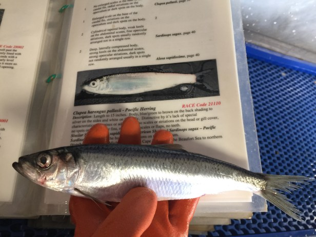 20 critters forage z herring