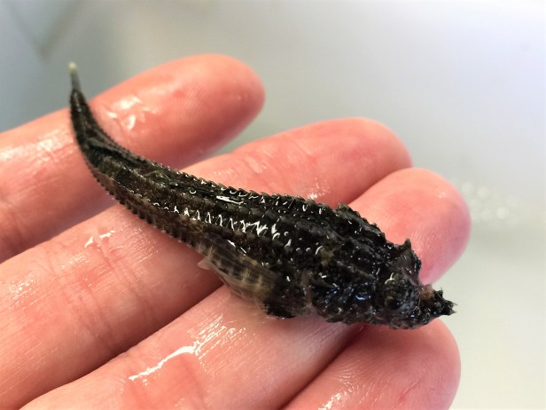 20 critters northern spearnose poacher (2)