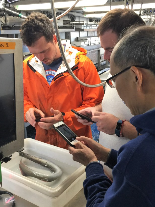 21 critters lamprey (4)