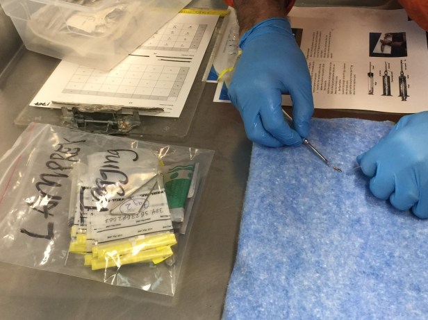 21 critters lamprey (9)